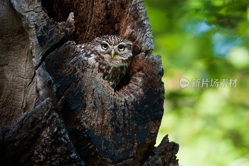 小猫头鹰(Athene noctua)